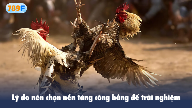 Lý do nên chọn nền tảng công bằng để trải nghiệm